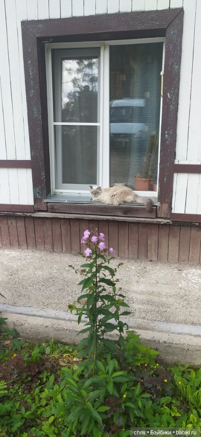 Путешествие кошечки Тайяки (фото 7)