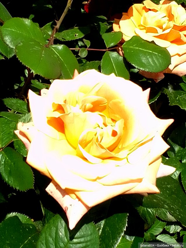 Розы, солнце, Ника — Разные шарнирные куклы (не БЖД): редкие (фото 8)