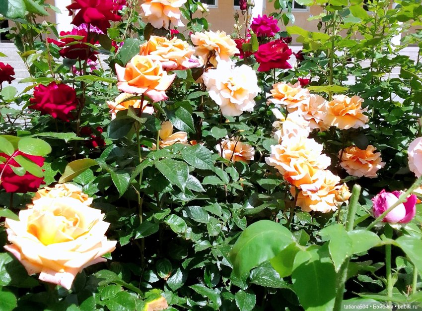 Розы, солнце, Ника — Разные шарнирные куклы (не БЖД): редкие (фото 5)