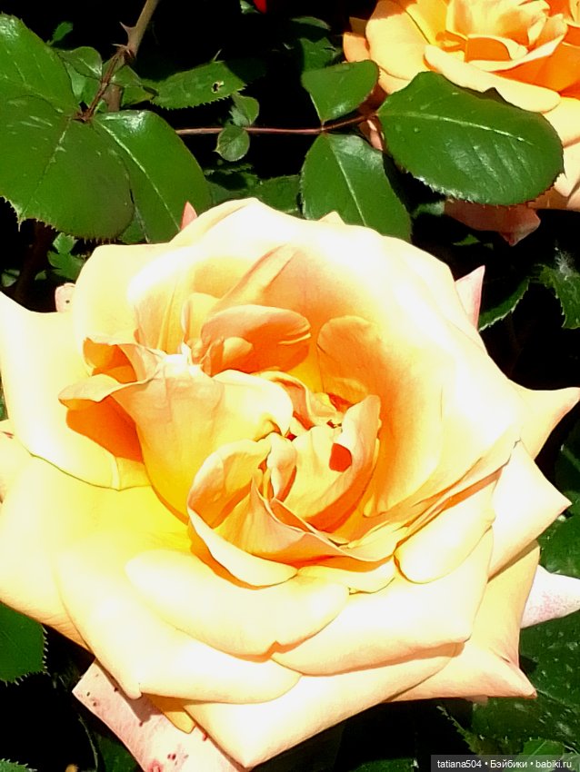 Розы, солнце, Ника — Разные шарнирные куклы (не БЖД): редкие (фото 3)