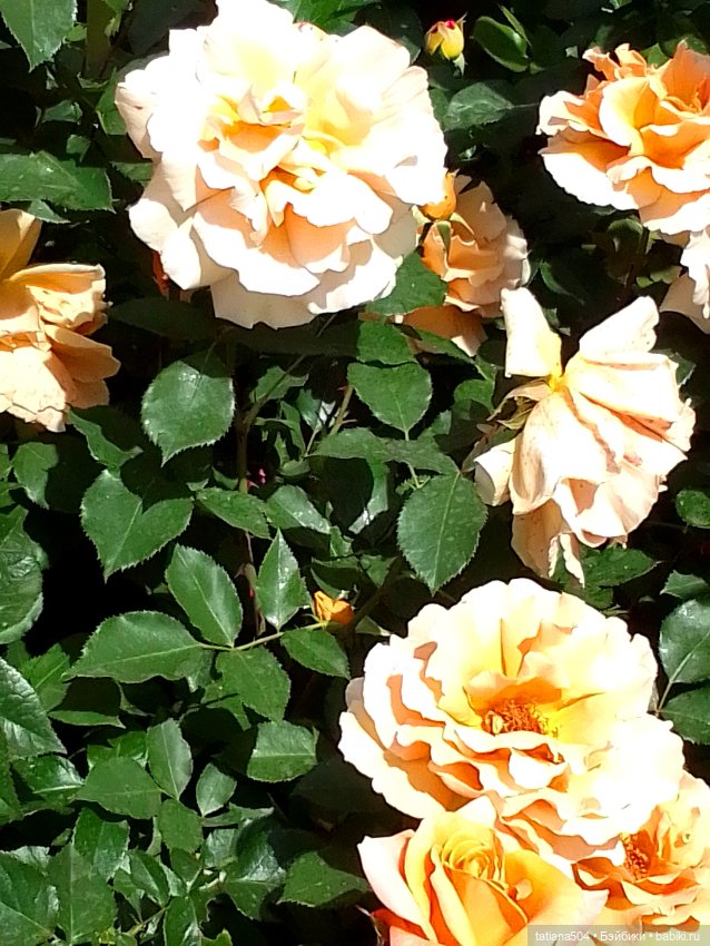 Розы, солнце, Ника — Разные шарнирные куклы (не БЖД): редкие (фото 6)