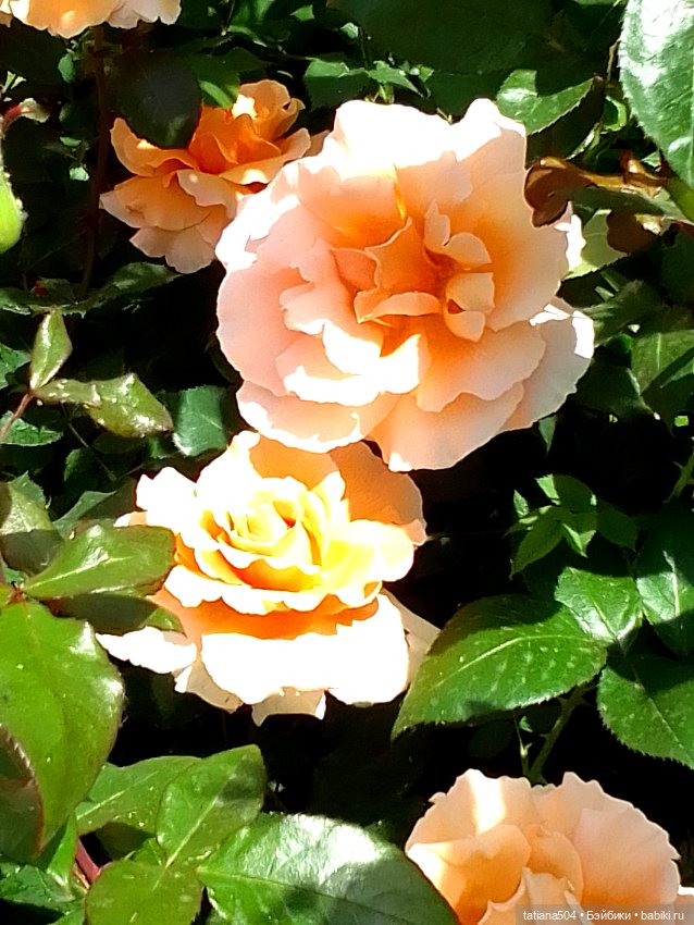 Розы, солнце, Ника — Разные шарнирные куклы (не БЖД): редкие (фото 4)