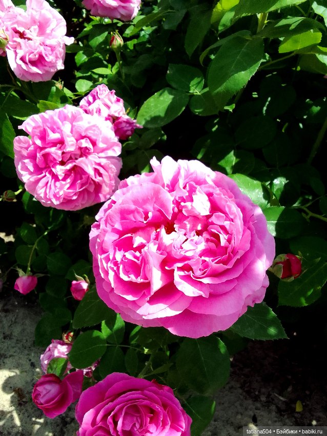 Розы, солнце, Ника — Разные шарнирные куклы (не БЖД): редкие