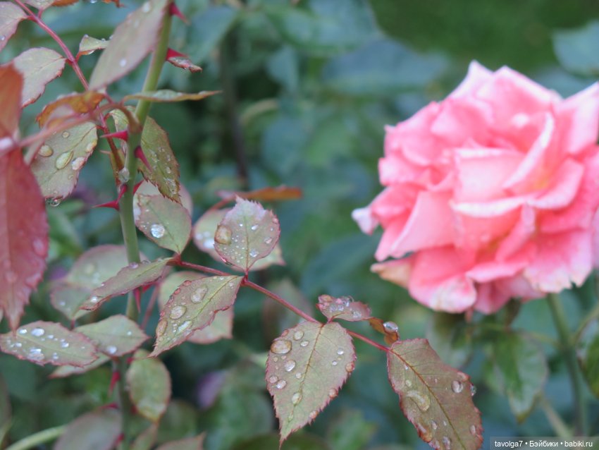 Арина "Огонёк". С корабля на бал - 2