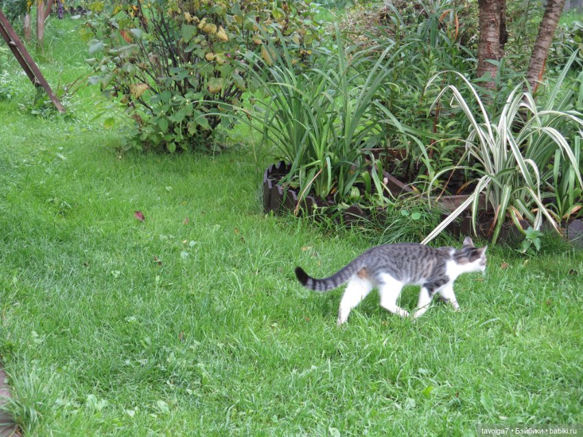 Арина "Огонёк". С корабля на бал - 2