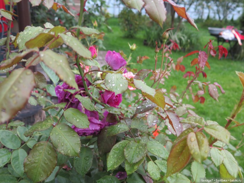 Невероятная Большая Барби от Laiko 1995 год (фото 8)