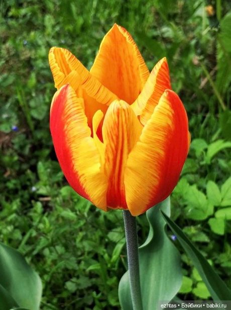 Большой цветок для маленькой Оливии (фото 8)