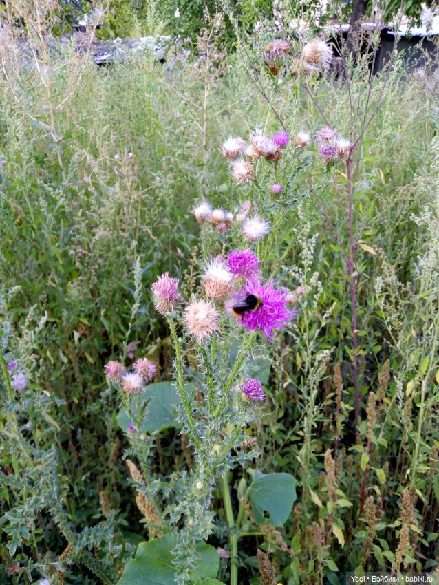 Кукла Bratzillaz - Мейгана Брумстикc, очаровательная ведьмочка от MGA