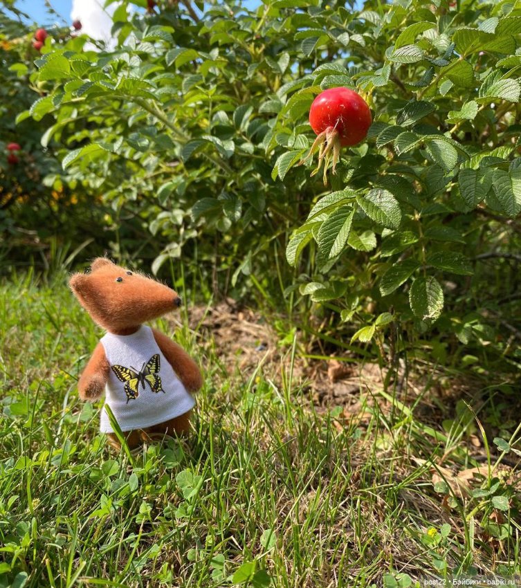 Когда лисенок на прогулке… (фото 3)