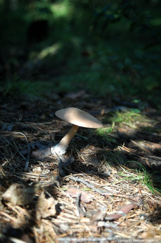 Предосенний мишка с книжкой и немножко сибирской красоты (фото 6)