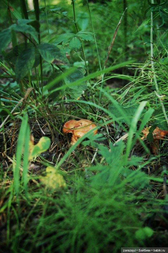 Предосенний мишка с книжкой и немножко сибирской красоты (фото 9)