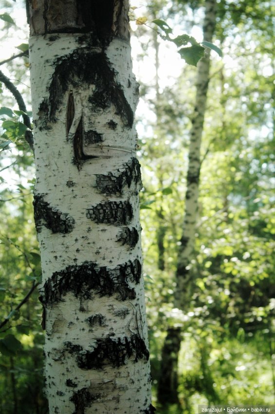 Предосенний мишка с книжкой и немножко сибирской красоты (фото 7)