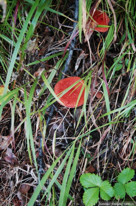 Предосенний мишка с книжкой и немножко сибирской красоты