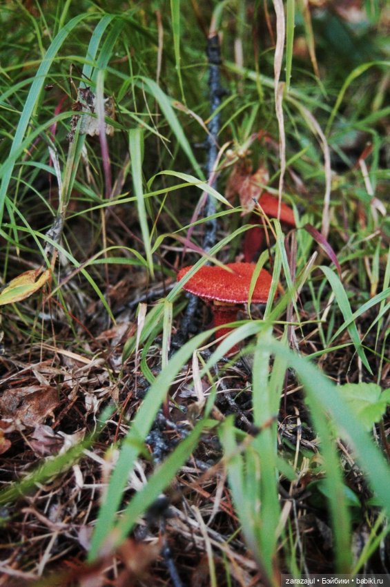 Предосенний мишка с книжкой и немножко сибирской красоты (фото 10)