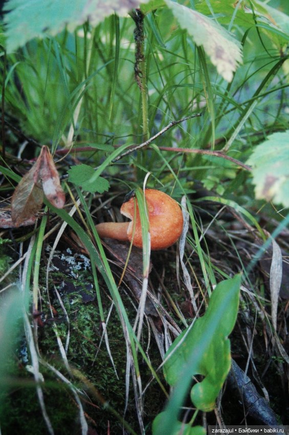 Предосенний мишка с книжкой и немножко сибирской красоты (фото 8)