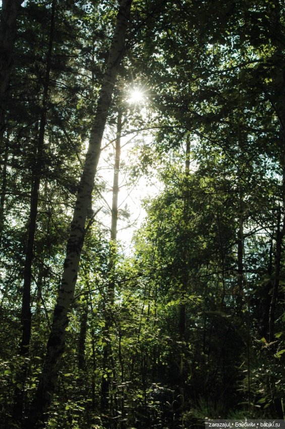 Предосенний мишка с книжкой и немножко сибирской красоты (фото 5)