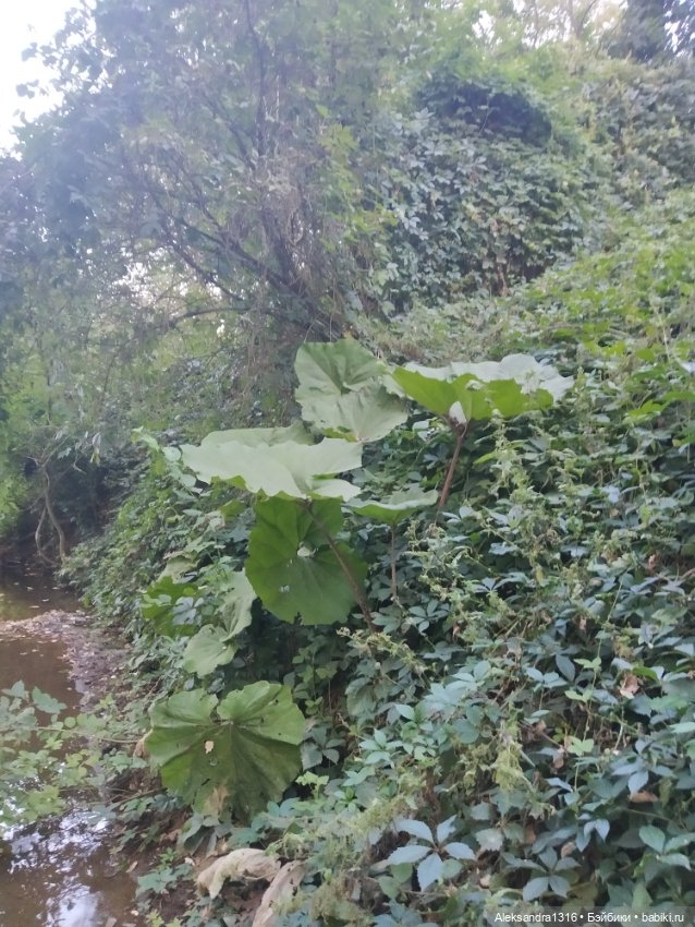 Уж небо осенью дышало🍂🍁🌾 — Разные шарнирные куклы (не БЖД): редкие