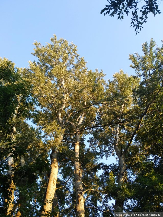 Уж небо осенью дышало🍂🍁🌾 — Разные шарнирные куклы (не БЖД): редкие