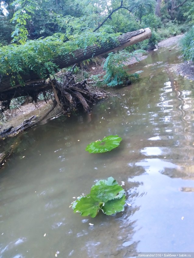 Уж небо осенью дышало🍂🍁🌾 — Разные шарнирные куклы (не БЖД): редкие