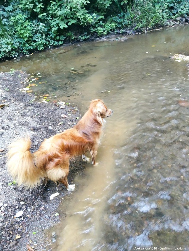 Уж небо осенью дышало🍂🍁🌾 — Разные шарнирные куклы (не БЖД): редкие