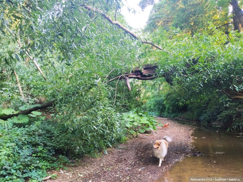 Уж небо осенью дышало🍂🍁🌾 — Разные шарнирные куклы (не БЖД): редкие