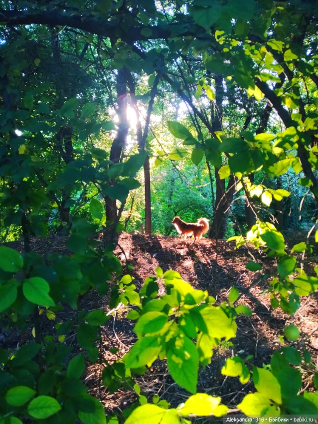 Уж небо осенью дышало🍂🍁🌾 — Разные шарнирные куклы (не БЖД): редкие