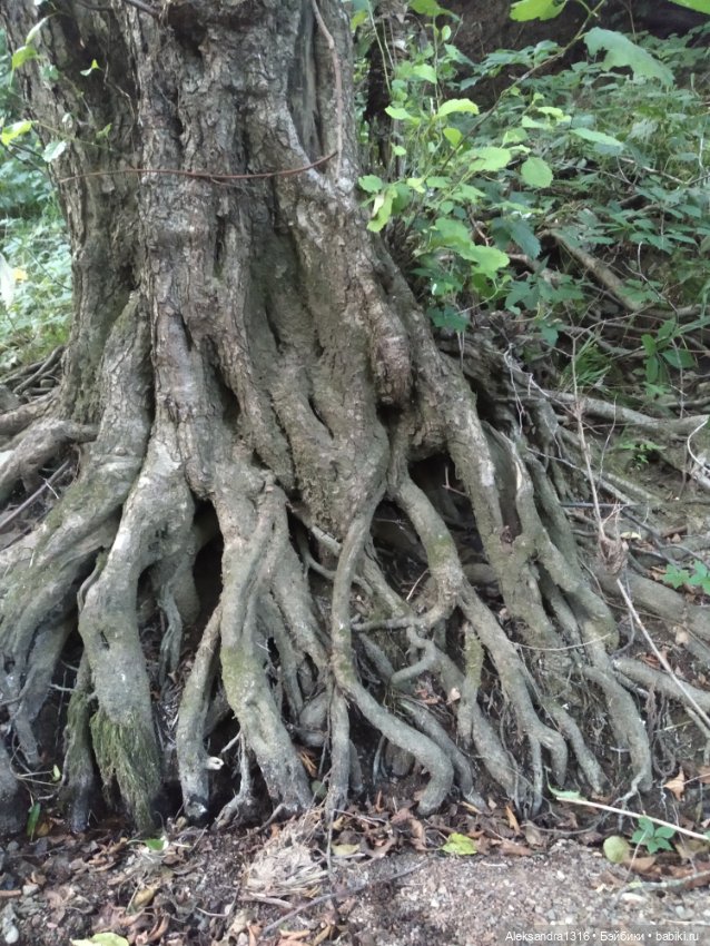 Уж небо осенью дышало🍂🍁🌾 — Разные шарнирные куклы (не БЖД): редкие