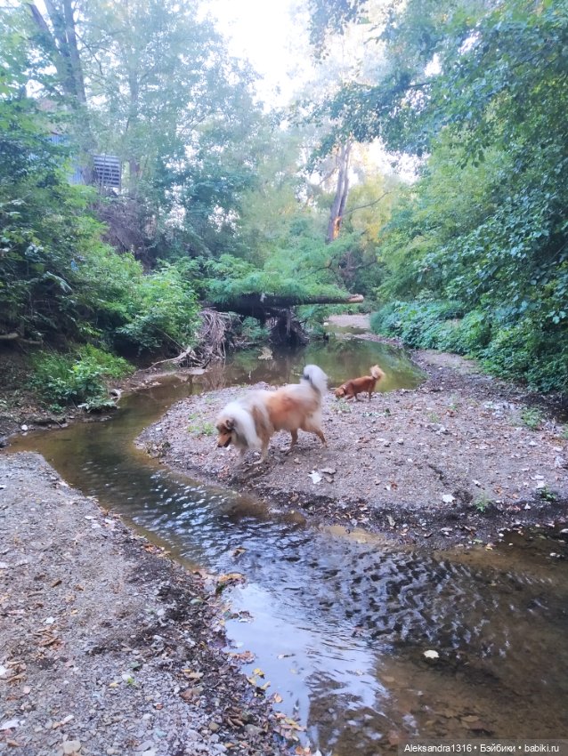 Уж небо осенью дышало🍂🍁🌾 — Разные шарнирные куклы (не БЖД): редкие