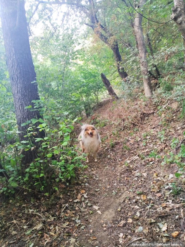 Уж небо осенью дышало🍂🍁🌾 — Разные шарнирные куклы (не БЖД): редкие (фото 5)