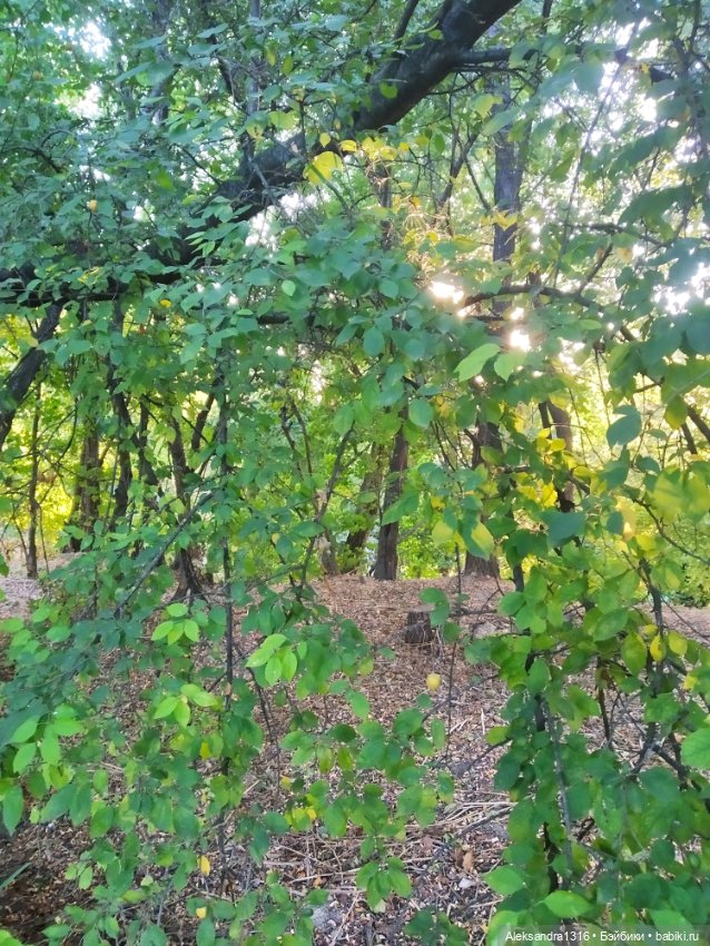 Уж небо осенью дышало🍂🍁🌾 — Разные шарнирные куклы (не БЖД): редкие (фото 3)