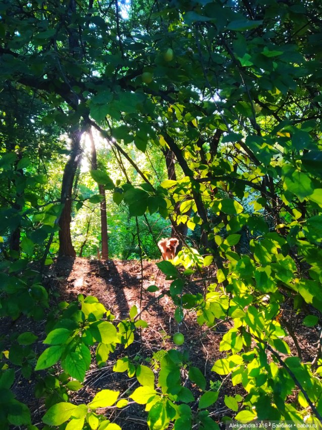 Уж небо осенью дышало🍂🍁🌾 — Разные шарнирные куклы (не БЖД): редкие