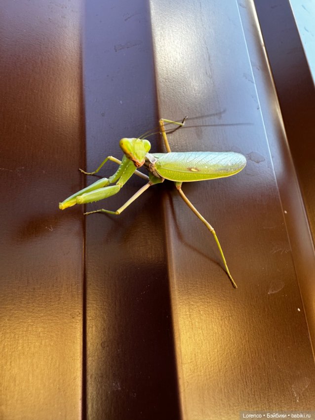 Диана Керпактер-Кропоткина Пиклз (Диди) (фото 5)