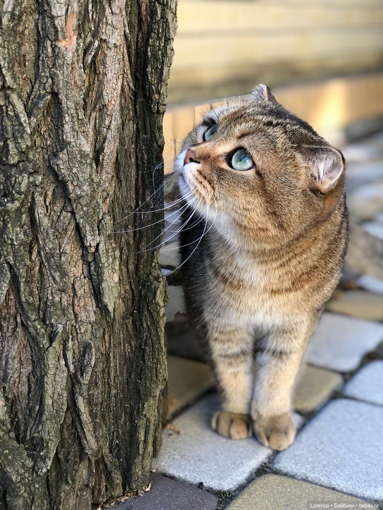 Диана Керпактер-Кропоткина Пиклз (Диди) (фото 7)