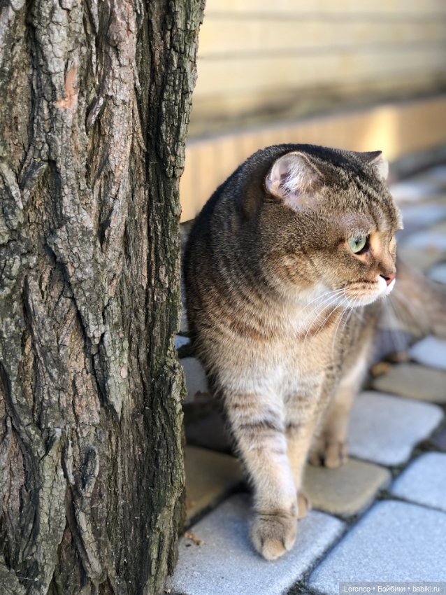 Диана Керпактер-Кропоткина Пиклз (Диди)