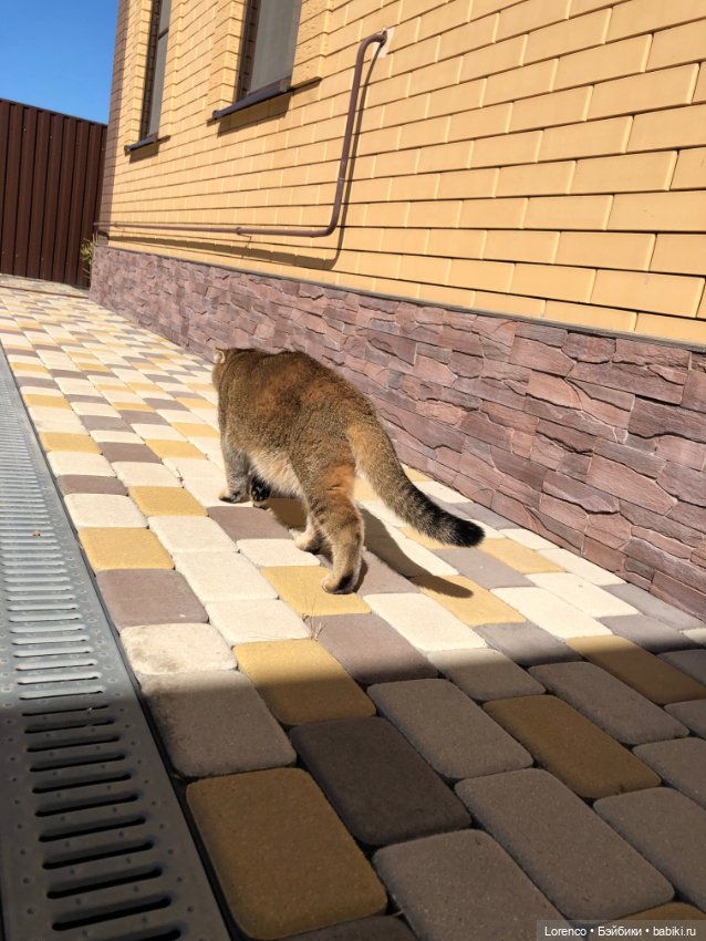 Диана Керпактер-Кропоткина Пиклз (Диди) (фото 10)