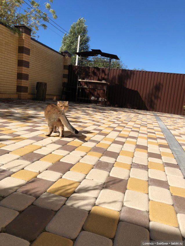 Диана Керпактер-Кропоткина Пиклз (Диди) (фото 9)