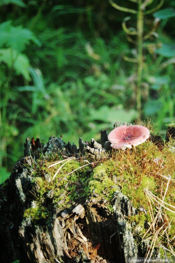 Мишка Оделись и пошли гулять Пойдём с нами (фото 9)