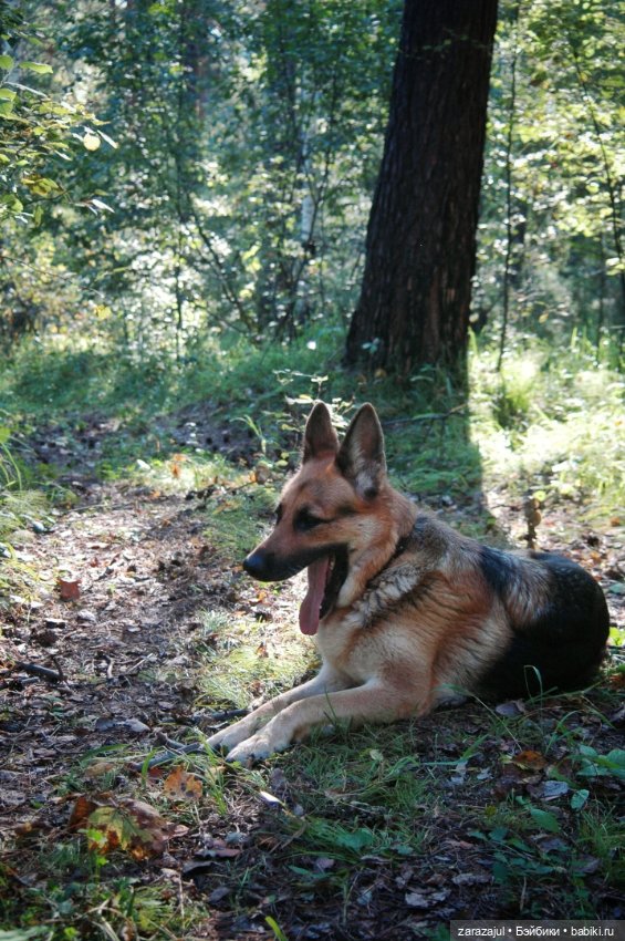 Мишка Оделись и пошли гулять Пойдём с нами