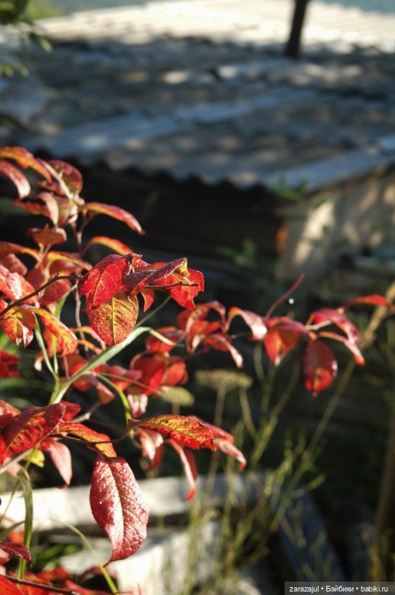 Мишка Оделись и пошли гулять Пойдём с нами