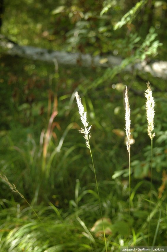 Мишка Оделись и пошли гулять Пойдём с нами (фото 3)