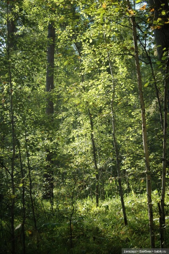 Мишка Оделись и пошли гулять Пойдём с нами