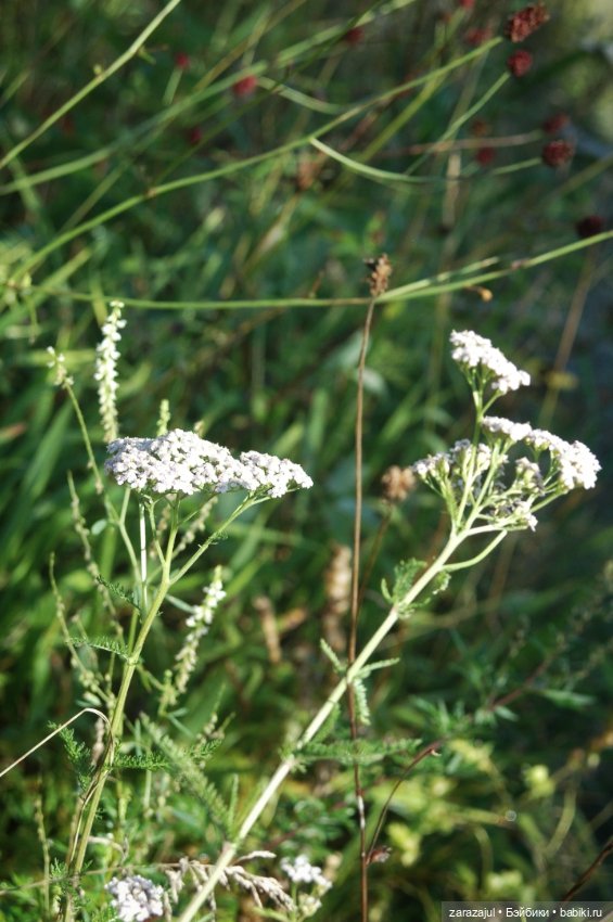 Мишка Оделись и пошли гулять Пойдём с нами