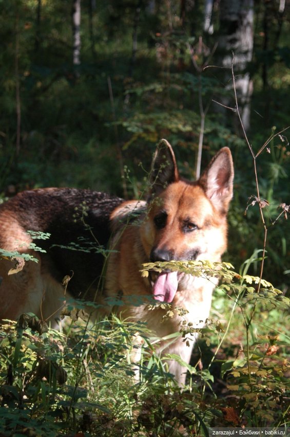 Мишка Оделись и пошли гулять Пойдём с нами