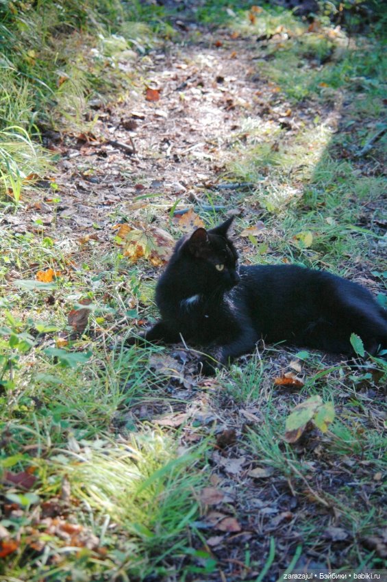 Мишка Оделись и пошли гулять Пойдём с нами