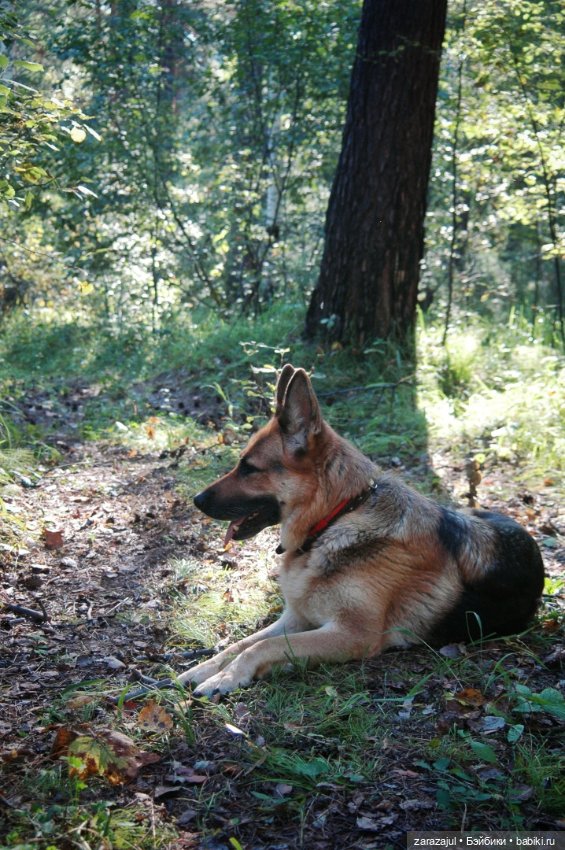 Мишка Оделись и пошли гулять Пойдём с нами