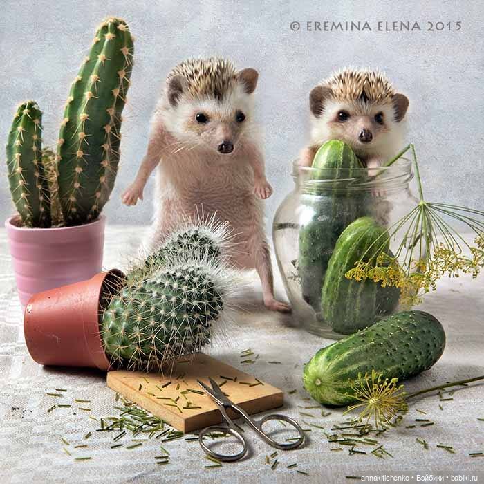 Тайная жизнь ёжиков - приподнимем завесу! 100% позитива