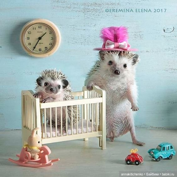 Тайная жизнь ёжиков - приподнимем завесу! 100% позитива (фото 5)