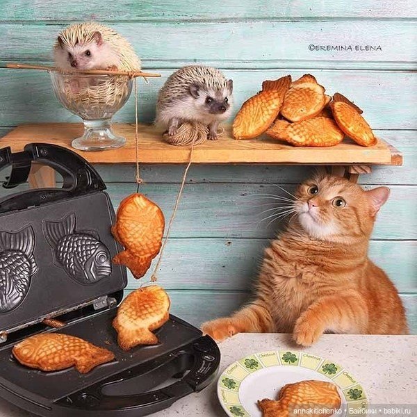 Тайная жизнь ёжиков - приподнимем завесу! 100% позитива