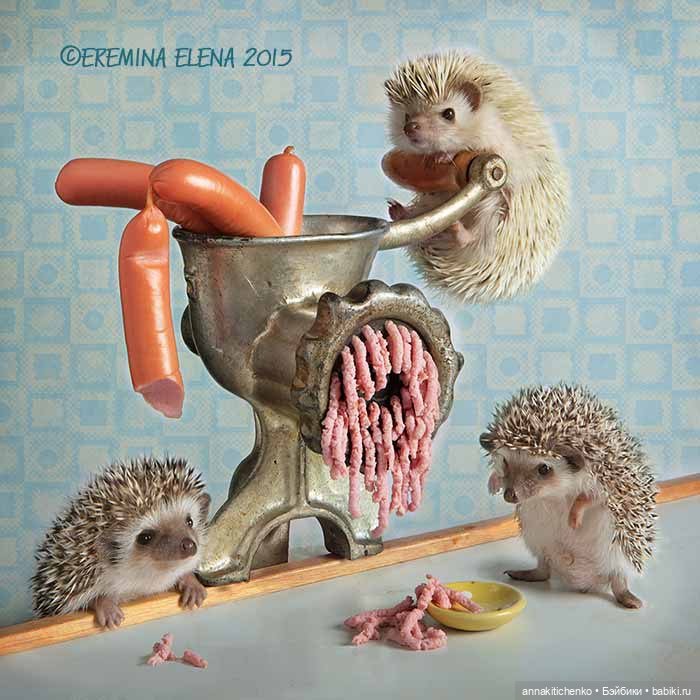 Тайная жизнь ёжиков - приподнимем завесу! 100% позитива