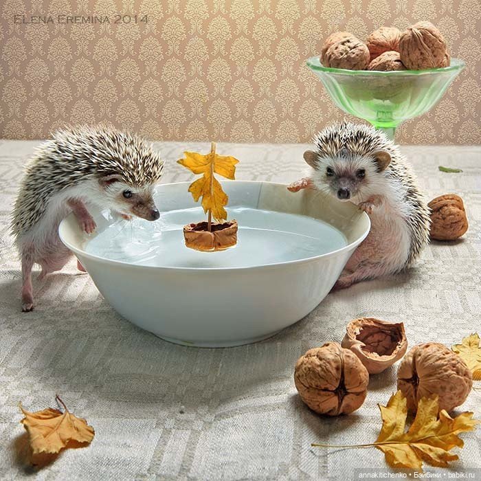 Тайная жизнь ёжиков - приподнимем завесу! 100% позитива